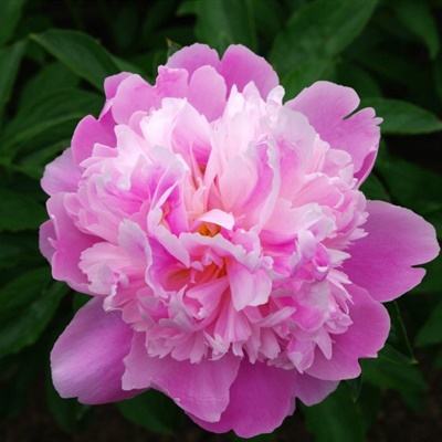 河源房地产网截图